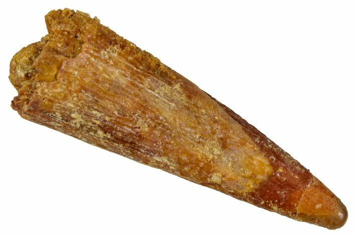 Fossil Pterosaur (Siroccopteryx) Tooth - Morocco #354884